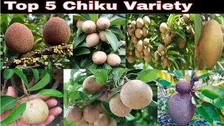 Top 5 Variety Chiku in One Video || Silver Chiku, Cricket Ball Chiku, Kalapati Chiku, Banana chiku 