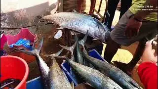 Fish market Goa #vlog #highlights #viral#nature #motivation 