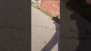 Paris follows his shadow through some yards.#catcam #catwalking #pov