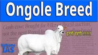 Ongole cow sold for Rs 41 crore in Brazil | Ongole Breed Cattle