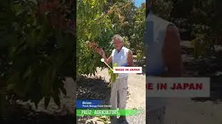 Japanese Pruning Shears Feedback