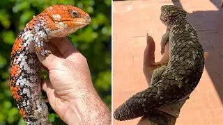 Why Does the Shingleback Lizard Look Like a Pine Cone?