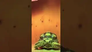 Spurred tortoise winking at the camera🐢💕#shorts