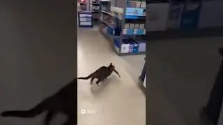 Cat runs away form people #dancing