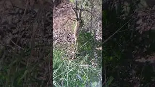 Animal Life - Big Bunny Hopping Toward Another Adventure