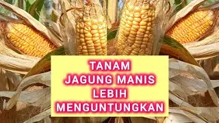 Planting sweet corn is more profitable
