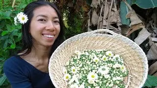 Chinese Chrysanthemum Care and Autumn Harvest