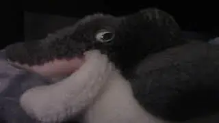 Dolphin's New Camera