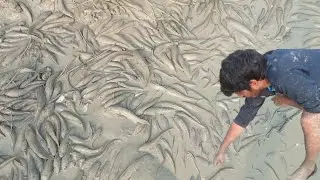 Unbelievable Mud Fishing: Huge Snakehead Fishing in Bangladesh Mud fishing  fishing