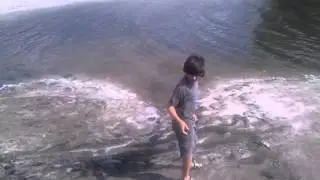 crabs