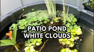 Long Fin White Clouds breeding in my Patio Pond 2021 #Shorts