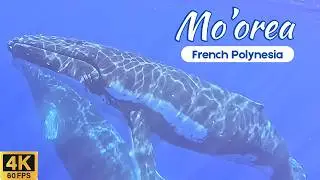 Mo'orea 🏝️🇵🇫 - Swimming 🤿 with Humpback Whales 🐋 , Black Tip Sharks 🦈 , and Stingrays || July 2025