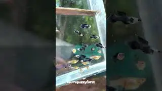 Blue panda dumbo ear #farming #guppy #fish #guppyfish #breeding #guppies #video #instagram