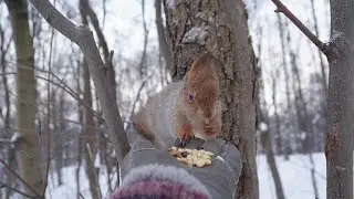 Про очень голодного бельчонка и мою новую банку-кормушку