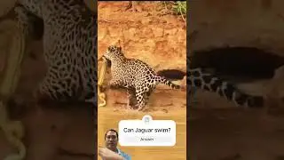 Jaguar vs Anaconda: Epic Battle in the Wild! Heart-Pounding #Wildlife Footage #animals #shorts