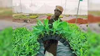 Banana Tissue Culture Plants: Secondary Hardening in  Cavity Trays