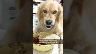 Haha, these pups havesuch feisty tempers! #funny #feisty #dog #foryou