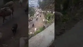 Bakriyoon ki saar
