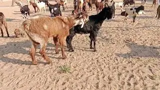 Wow that's strong goat with young female goat #goat #animals #goatbreeds #wildlife #sounds 