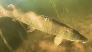 Catching Musky on the Savage Gear 3D Shine Glide