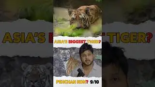 🤔👑King of Tadoba Tiger 🐯 Reserve Forest