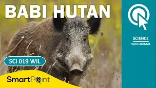 CHARACTERISTICS OF WILD BOAR SCI 019 WIL