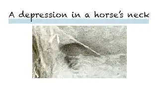 Prophet&rsquo;s Thumbprint on horse