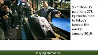 Common Value Auctions