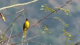 Flame-throated bulbul