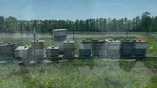 DRIVE-BY BEEHIVE INSPECTION! Game-planning at the COW PASTURE APIARY! Part 1 of 3.  VLOG