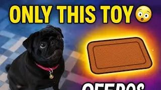 Dog Funny Video | Oreo the pug 🐾 funniest obsession ever