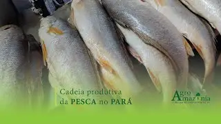 Cadeia Produtiva da Pesca no Pará