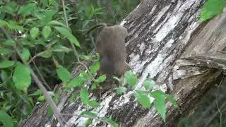 Woodrat at Lake Chabot RP for EBRPD Documentation