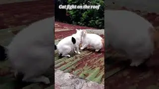 Cats fight on the roof one fell down #animals #short
