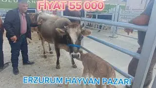 BÜYÜKBAŞ HAYVAN PİYASASI~~ERZURUM HAYVAN PAZARINI GEZDİM ~BÜYÜKBAŞ FİYATLARINI SORDUM