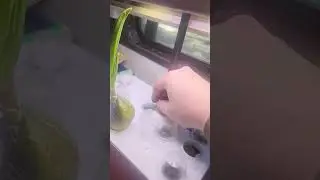 Hydroponics Growing Systems - (SPOILER ALERT) They Don't Work