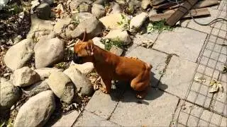 Gigi the French Bulldog Puppy in Los Angeles