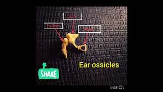 Ear ossicles #shorts#department of ENT#Stapes#Malleus#incus.