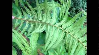 The New Zealand Silver Fern