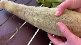 Когда и как собирать очищенную и высушенную люфу (мочалку из тыквы) &ndash; Permaculture Haven
