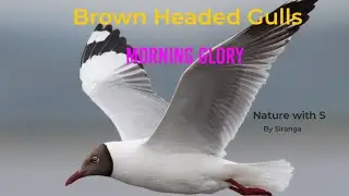 Brown Headed Gull Migrating Birds/ Sri Lanka North Western Coast Morning Glory/ Nature with S
