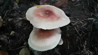 Plums and custard, Tricholomopsis rutilans, is it edible?