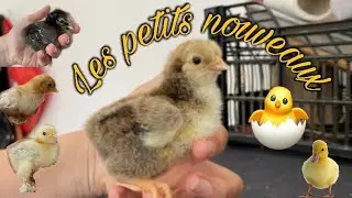 On fait éclore des canetons et des poussins !  ( mise en couveuse , mirage et éclosion )