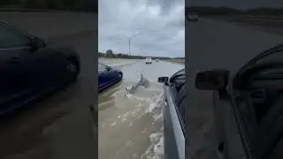 Shark on the Highway?! Flooded Roadway Nightmare 🤯