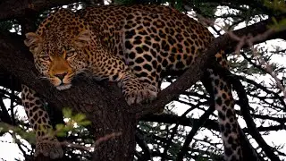 Fig the Legendary Leopard of the Masai Mara | 4k