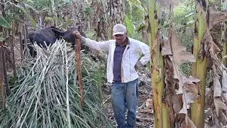 entrevista com produtor Rural no sitio com muita bananeira e capim 