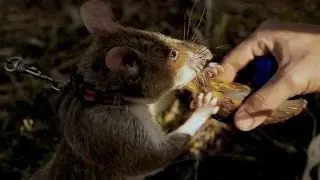 The Cure - TB-Sniffing Rats & Pioneering Cancer Care