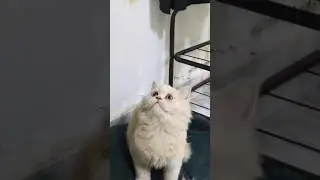 The kitten's meowing is so soothing.💕😻 #cute #kitten #cat #meow