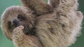 the sloth