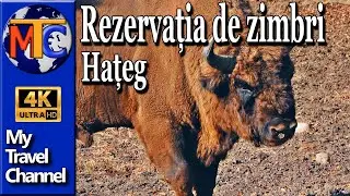 Rezervatia de zimbri Hateg - Romania